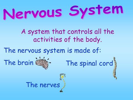 A system that controls all the activities of the body. The nervous system is made of: The brain The spinal cord The nerves.