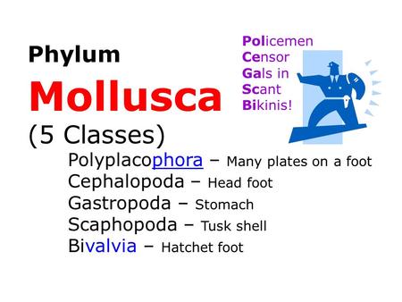 Mollusca (5 Classes) Phylum Gastropoda – Stomach