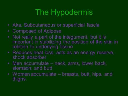 The Hypodermis Aka. Subcutaneous or superficial fascia Composed of Adipose Not really a part of the integument, but it is important in stabilizing the.