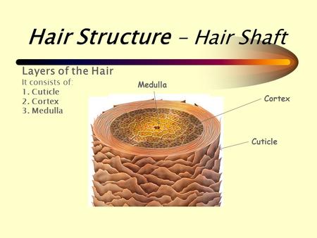 Hair Structure - Hair Shaft