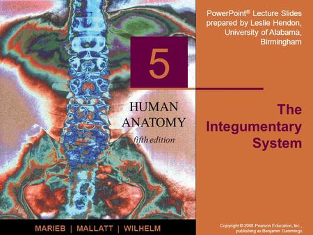 PowerPoint ® Lecture Slides prepared by Leslie Hendon, University of Alabama, Birmingham HUMAN ANATOMY fifth edition MARIEB | MALLATT | WILHELM 5 Copyright.