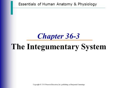 Essentials of Human Anatomy & Physiology Copyright © 2003 Pearson Education, Inc. publishing as Benjamin Cummings Chapter 36-3 The Integumentary System.