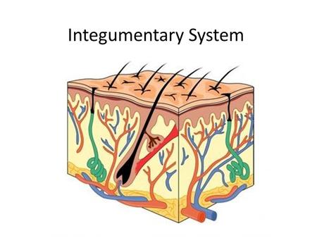 Integumentary System. Challenge ? People who come from equatorial regions generally have darker skin while people who come from polar regions generally.