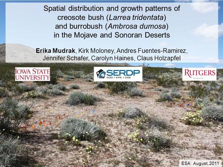 Spatial distribution and growth patterns of creosote bush (Larrea tridentata) and burrobush (Ambrosa dumosa) in the Mojave and Sonoran Deserts Erika Mudrak,