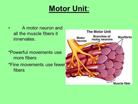 Motor Unit: A motor neuron and all the muscle fibers it innervates. *Powerful movements use more fibers *Fine movements use fewer fibers.