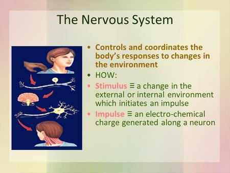 The Nervous System Controls and coordinates the body’s responses to changes in the environment HOW: Stimulus ≡ a change in the external or internal environment.