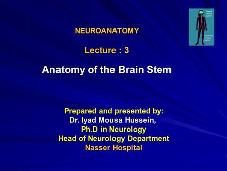 Anatomy of the Brain Stem
