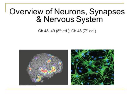 Overview of Neurons, Synapses & Nervous System