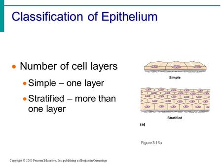 Classification of Epithelium Copyright © 2003 Pearson Education, Inc. publishing as Benjamin Cummings  Number of cell layers  Simple – one layer  Stratified.