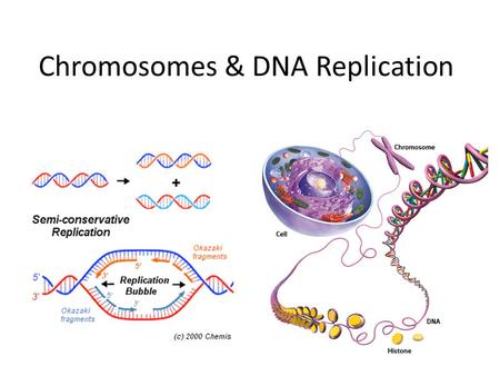 Chromosomes & DNA Replication. I. DNA & Chromosomes A. DNA is found in different ways depending on the type of cell you are looking at – 1. In prokaryotic.