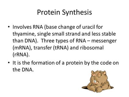 Protein Synthesis Involves RNA (base change of uracil for thyamine, single small strand and less stable than DNA). Three types of RNA – messenger (mRNA),