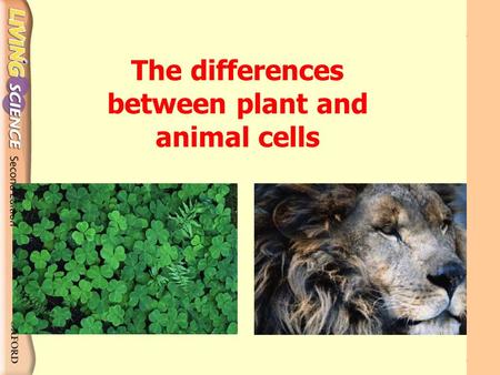 The differences between plant and animal cells What are the differences between them? Animal cells Plant cells.