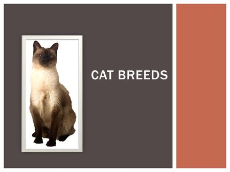 Cat Breeds.