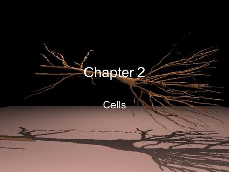 Chapter 2 Cells. Comparing Cells Cells differ in size and shape depending on their function –Ex: nerve cell needs to communicate between places, so it.