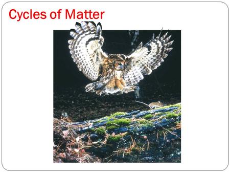 Cycles of Matter Photo Credit: ©Bruce Coleman, LTD/Natural Selection.