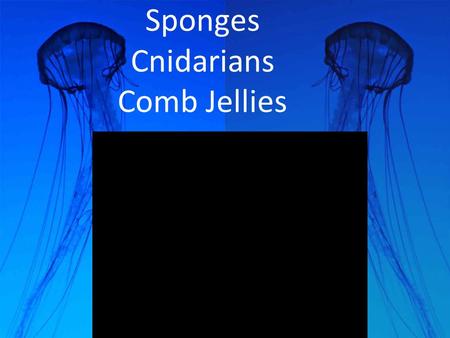 Sponges Cnidarians Comb Jellies