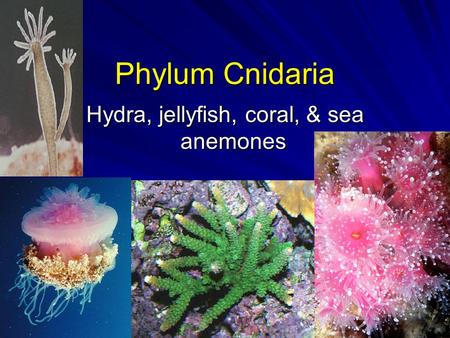 Phylum Cnidaria Hydra, jellyfish, coral, & sea anemones.