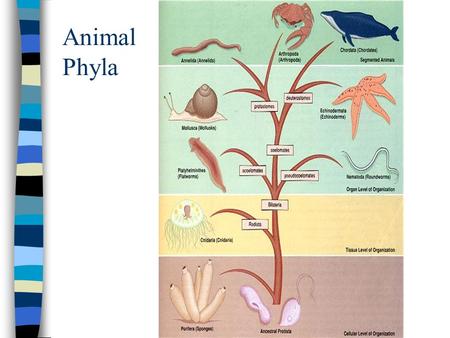 Animal Phyla.