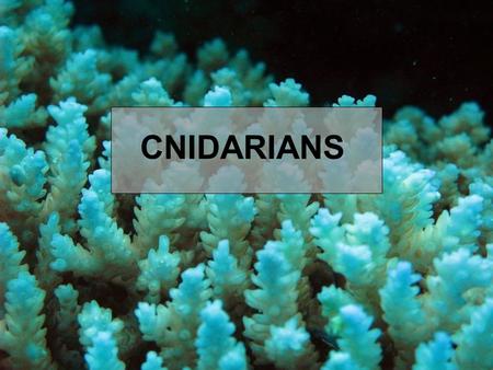 CNIDARIANS. What makes Cnidarians Unique? Cnidarians are group of animals that are very diverse from stony coral to jellyfish. What common thread keeps.