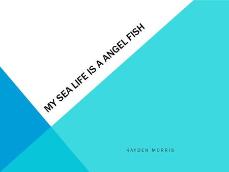 MY SEA LIFE IS A ANGEL FISH KAYDEN MORRIS. WHAT DO I EAT? Sponges Algae Sea fans Soft Corals Jellyfish.