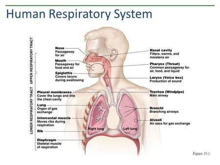 Human Respiratory System Figure 10.1. Components of the Upper Respiratory Tract Figure 10.2.