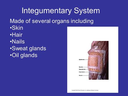 Integumentary System Made of several organs including Skin Hair Nails Sweat glands Oil glands.