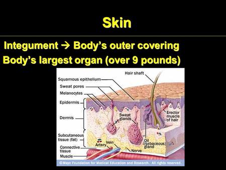 Skin Integument  Body’s outer covering Body’s largest organ (over 9 pounds)