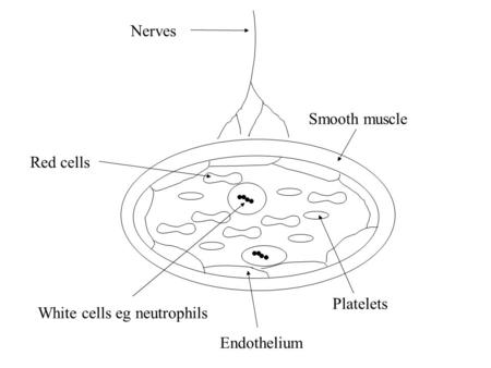Nerves Smooth muscle Endothelium Platelets White cells eg neutrophils Red cells.
