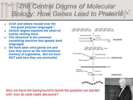 The Central Dogma of Molecular Biology: How Genes Lead to Proteins (Berman et al.) Crick and others mused over the ``two great polymer languages’’. Central.
