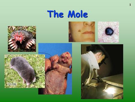 1 The Mole. 2 3 4 5 A counting unit Similar to a dozen, but instead of 12, it’s 602 billion trillion 602,000,000,000,000,000,000,000 6.02 X 10 23 (in.