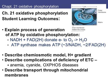 Chapt. 21 oxidative phosphorylation Ch. 21 oxidative phosphorylation Student Learning Outcomes : Explain process of generation of ATP by oxidative phosphorylation: