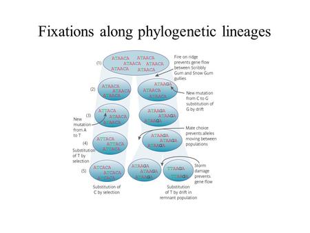 Fixations along phylogenetic lineages. Phylogenetic reconstruction: a simplification of the evolutionary process.
