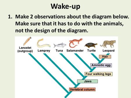 Wake-up 1.Make 2 observations about the diagram below. Make sure that it has to do with the animals, not the design of the diagram.