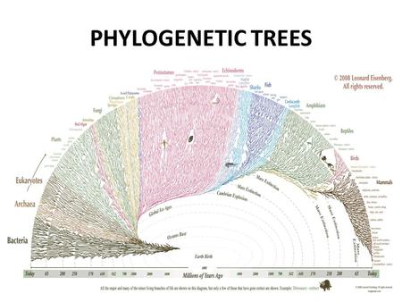 PHYLOGENETIC TREES. A phylogeny, or species/evolutionary tree, represents the evolutionary relationships among a set of organisms or groups of organisms,