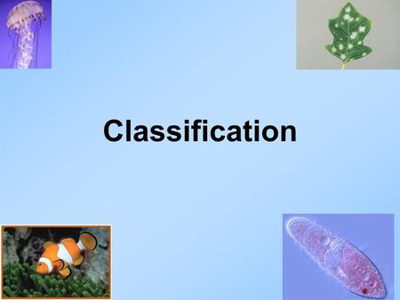 Classification Go to Section:. Important Vocabulary 1. Taxonomy: science of classification 2. Binomial nomenclature: two name naming system 3. Prokaryotic: