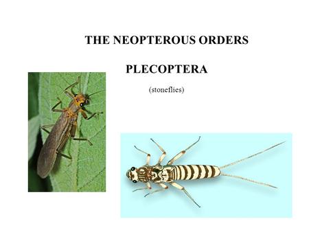 THE NEOPTEROUS ORDERS PLECOPTERA