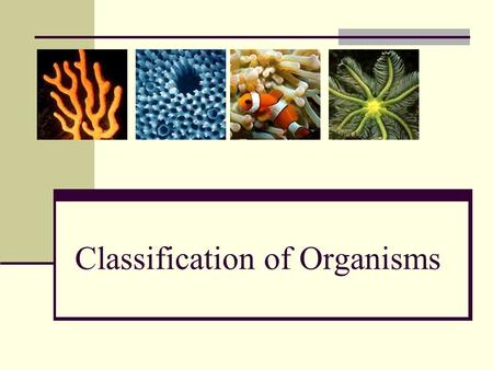 Classification of Organisms. Levels of Classification 3 Domains Phylum Kingdom Domain Class Order Family Genus Species 6 Kingdoms Plants Animals Archaebacteria.