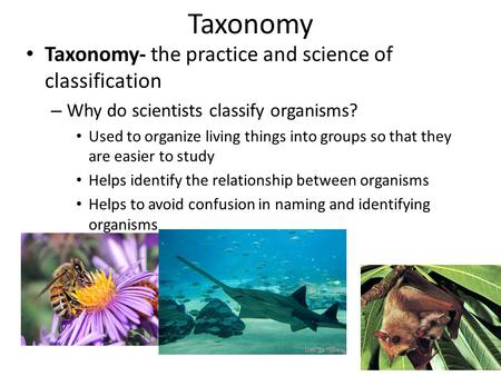Taxonomy Taxonomy- the practice and science of classification – Why do scientists classify organisms? Used to organize living things into groups so that.