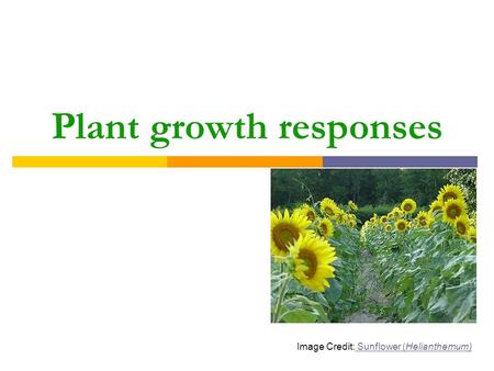 Plant growth responses Image Credit: Sunflower (Helianthemum) Sunflower (Helianthemum)