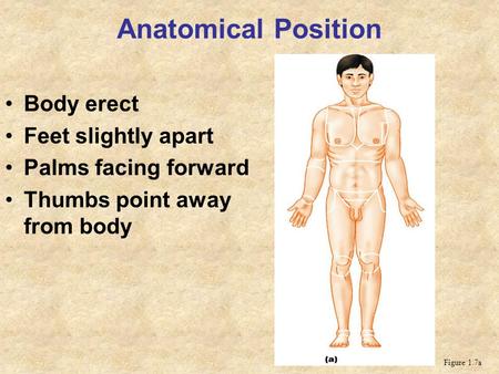 Anatomical Position Body erect Feet slightly apart