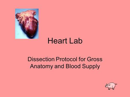 Dissection Protocol for Gross Anatomy and Blood Supply