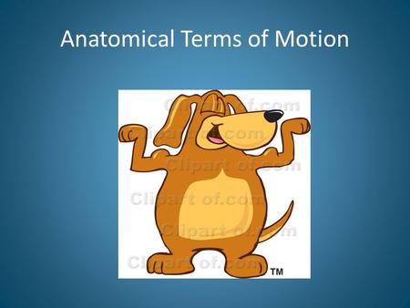 Anatomical Terms of Motion