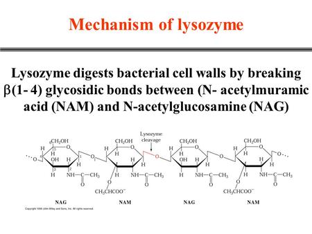 Mechanism of lysozyme Lysozyme digests bacterial cell walls by breaking  (1- 4) glycosidic bonds between (N- acetylmuramic acid (NAM) and N-acetylglucosamine.