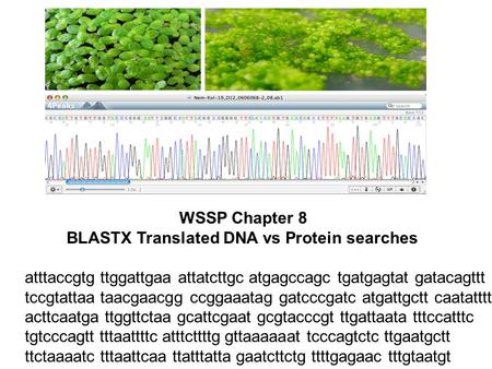 WSSP Chapter 8 BLASTX Translated DNA vs Protein searches atttaccgtg ttggattgaa attatcttgc atgagccagc tgatgagtat gatacagttt tccgtattaa taacgaacgg ccggaaatag.