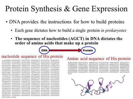 Amino acid sequence of His protein DNA provides the instructions for how to build proteins Each gene dictates how to build a single protein in prokaryotes.