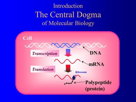 DNA mRNA Transcription Introduction The Central Dogma of Molecular Biology Cell Polypeptide (protein) Translation Ribosome.