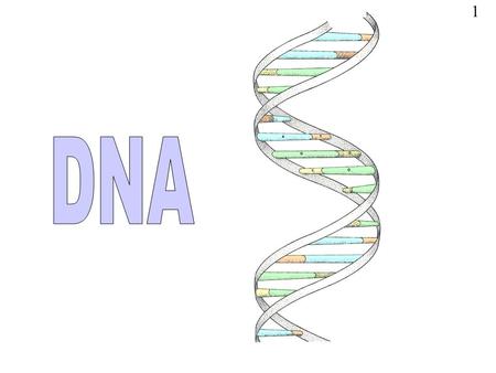 1 DNA The illustration is a ‘model’ of the double helix forming part of a DNA molecule (Slide 14)