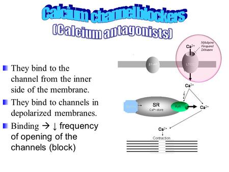 They bind to the channel from the inner side of the membrane. They bind to channels in depolarized membranes. Binding  ↓ frequency of opening of the channels.