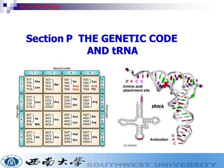 Section P THE GENETIC CODE AND tRNA