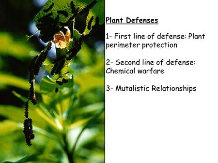 Plant Defenses 1- First line of defense: Plant perimeter protection 2- Second line of defense: Chemical warfare 3- Mutalistic Relationships.